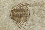 Fossil Brittle Star and Trilobite Plate - Morocco #257323-2